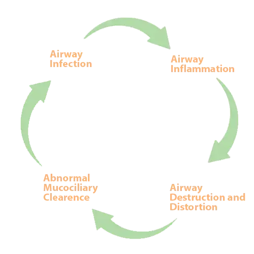 cycle of bronchiectasis